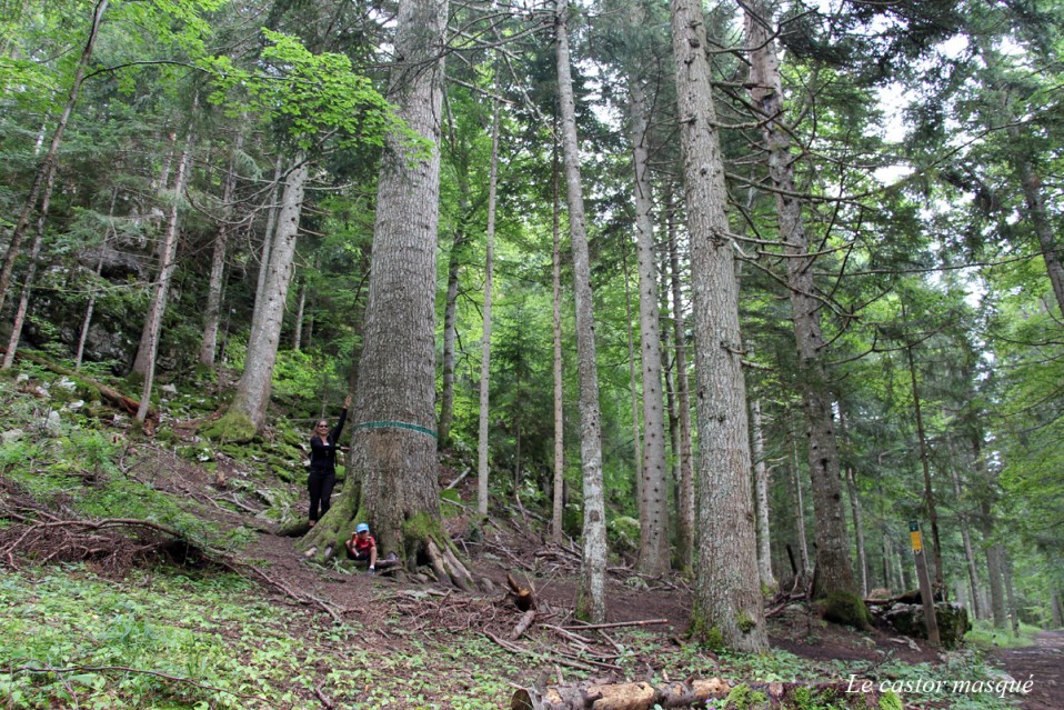 Le Sapin Bellier de la forêt de La Loubière dans le Vercors, Isère sur la TRANSVERCORS